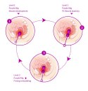 KULKI GEJSZY TRENING MIĘŚNI KEGLA KORALIKI JAJKA KULKI-KEGEL BALLS - SET