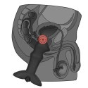 ANAL INDULGENCE COLLECTION PROSTATE STUD