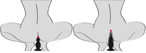Tester Bouncing Butt Plug Tester Bouncing Butt Plug